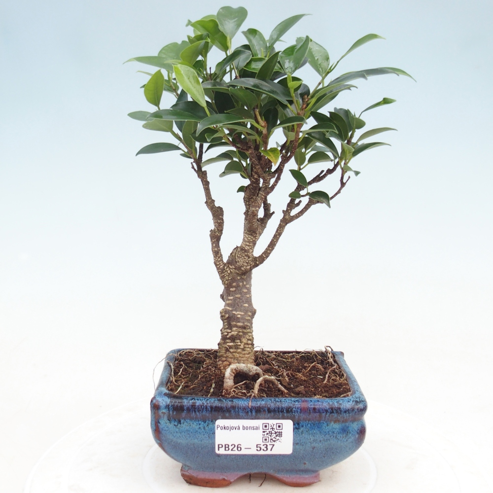 Camera bonsai Ficus retusa kimmen