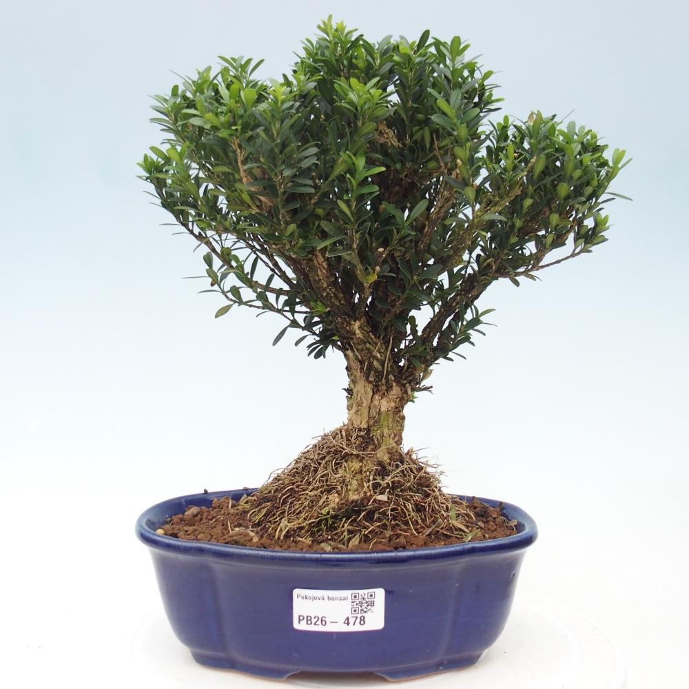 Camera bonsai - Buxus harlandii - buxus da sughero