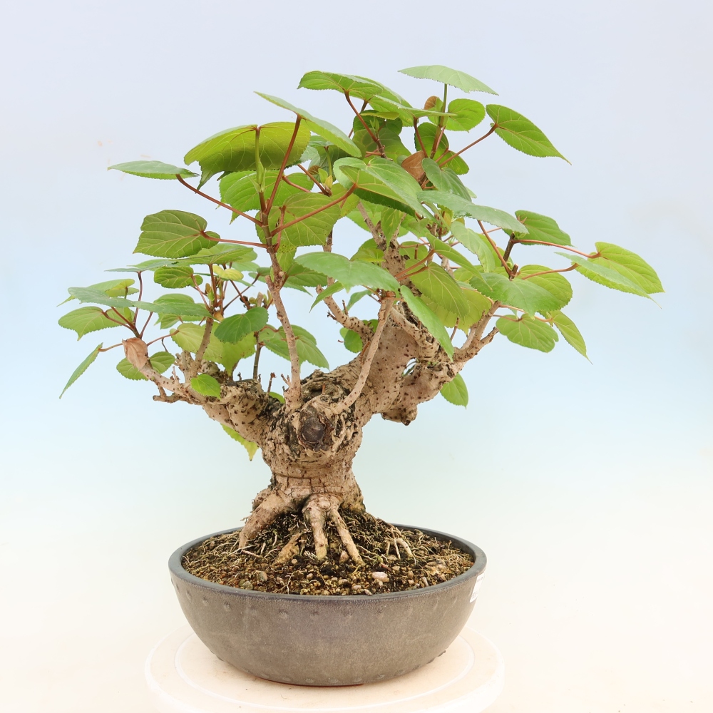 Bonsai da interno - Hibiscus tiliaceus - Ibisco marino