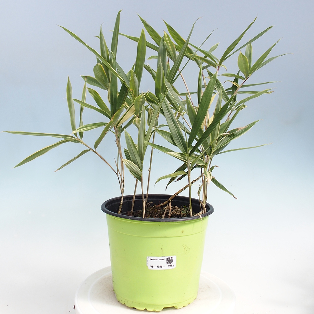 Bonsai da esterno - Sasaella masamuneana Albostriata - Bambù