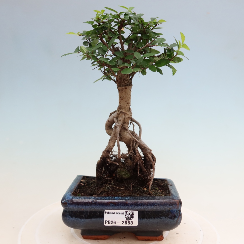 Camera bonsai - Ulmus parvifolia - Olmo a foglie piccole
