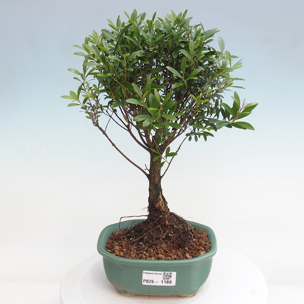 Camera bonsai - Syzygium - Pimento