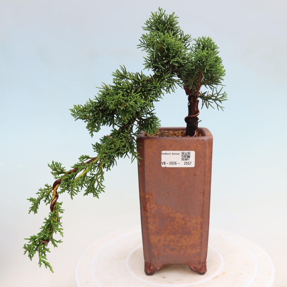 Bonsai da esterno - Juniperus chinensis Kishu