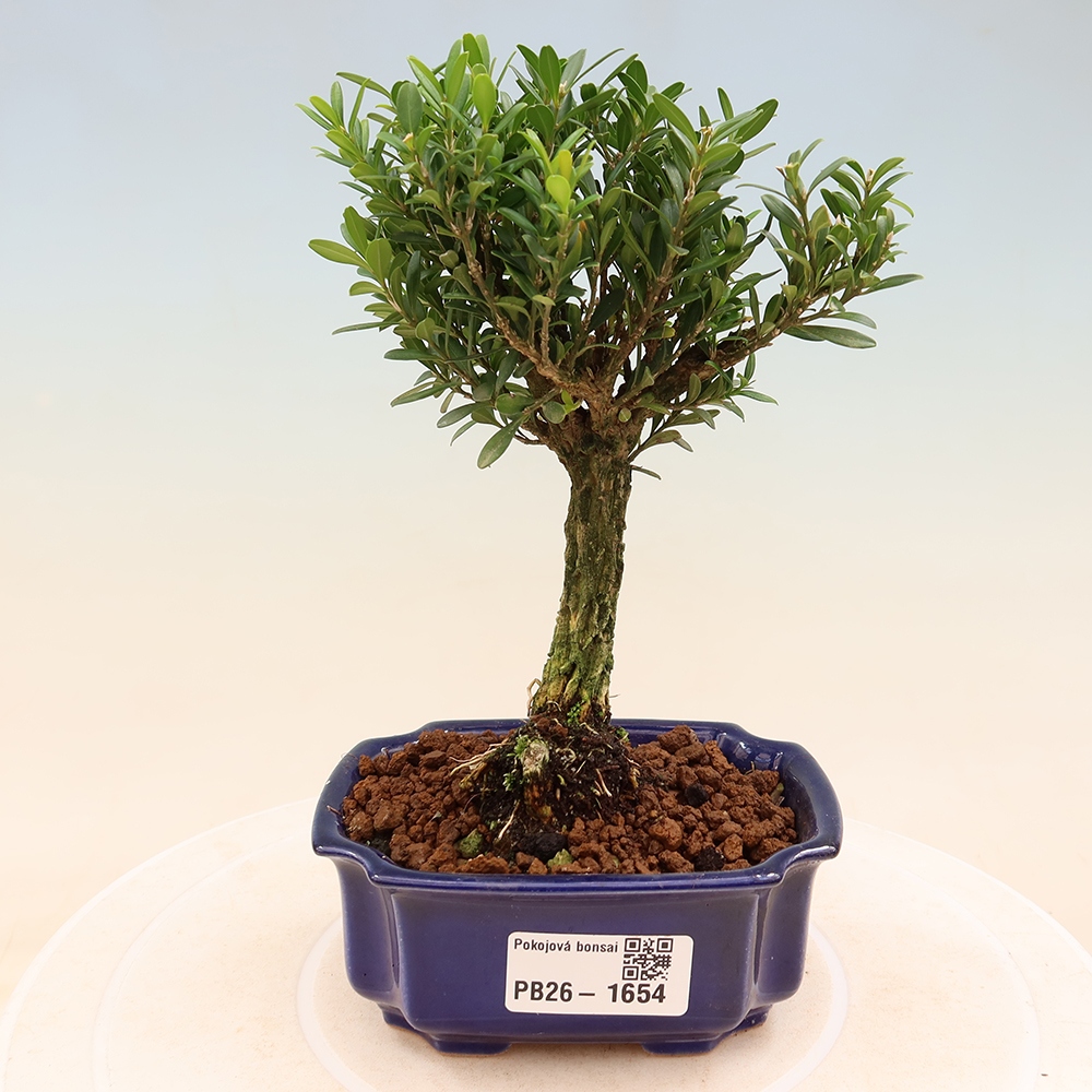 Camera bonsai - Buxus harlandii - buxus da sughero