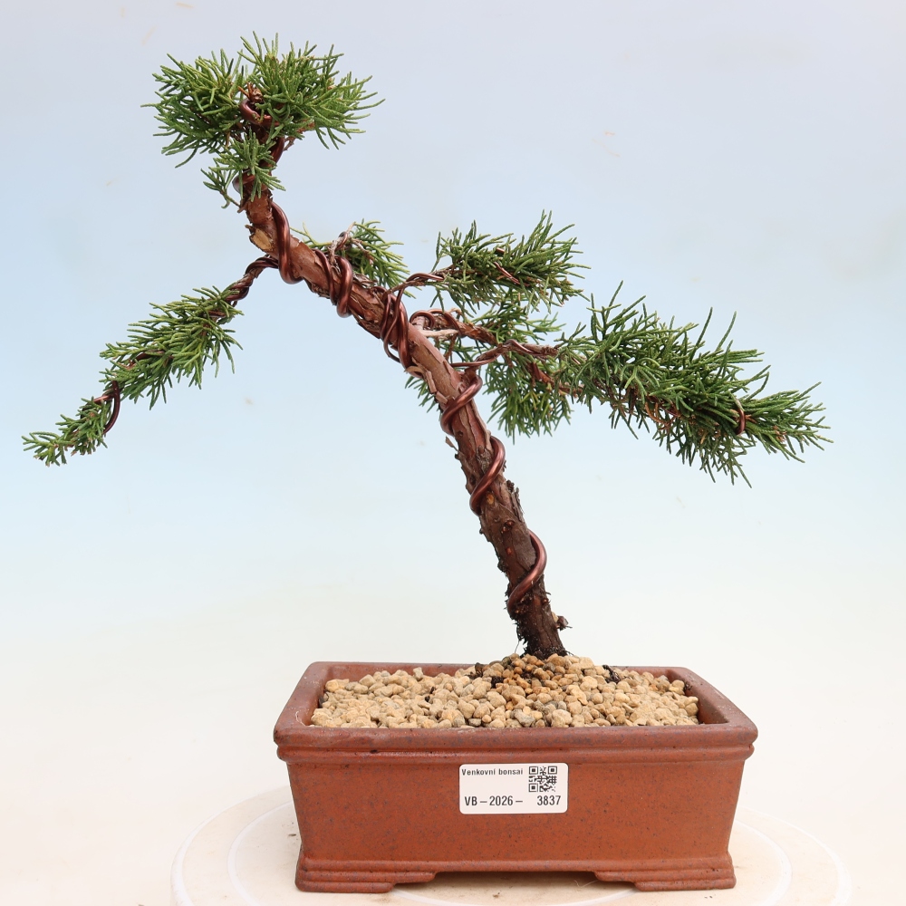 Bonsai da esterno - Juniperus chinensis Kishu