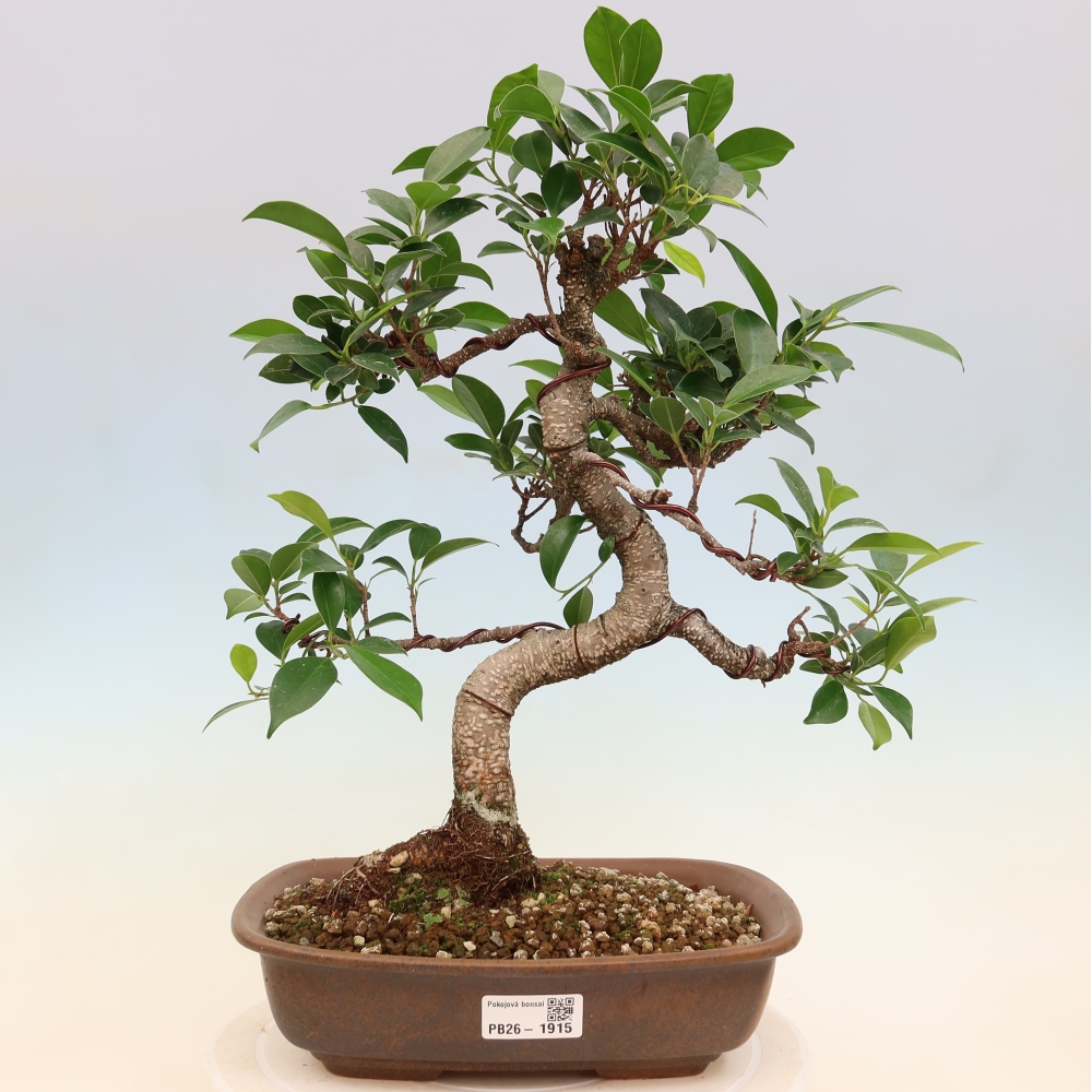 Camera bonsai - Ficus kimmen - ficus a foglie piccole