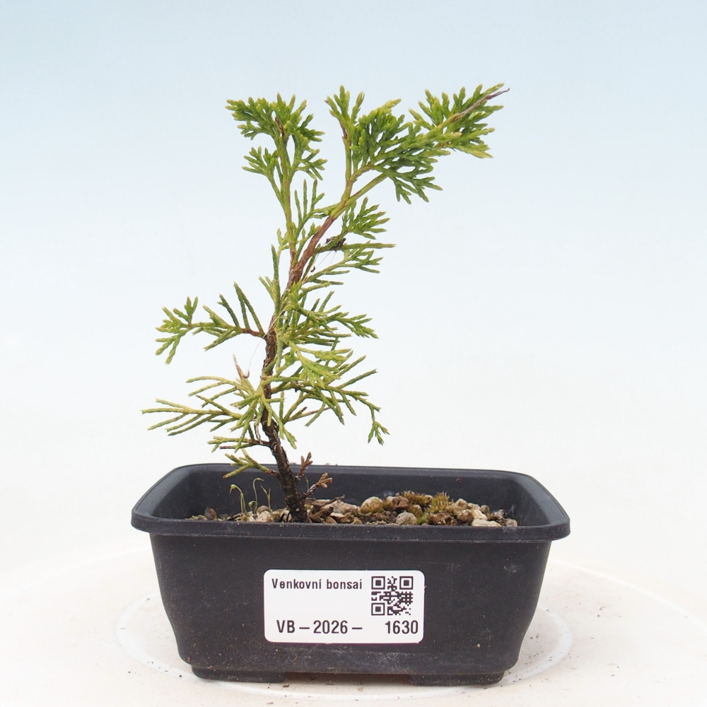 Bonsai da esterno - Juniperus chinensis Itoigawa