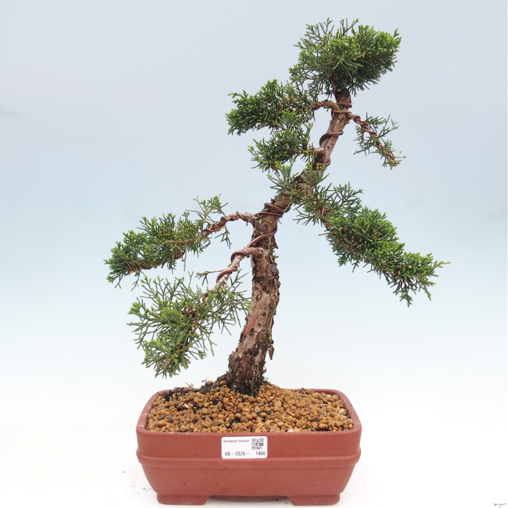 Bonsai da esterno - Juniperus chinensis Kishu