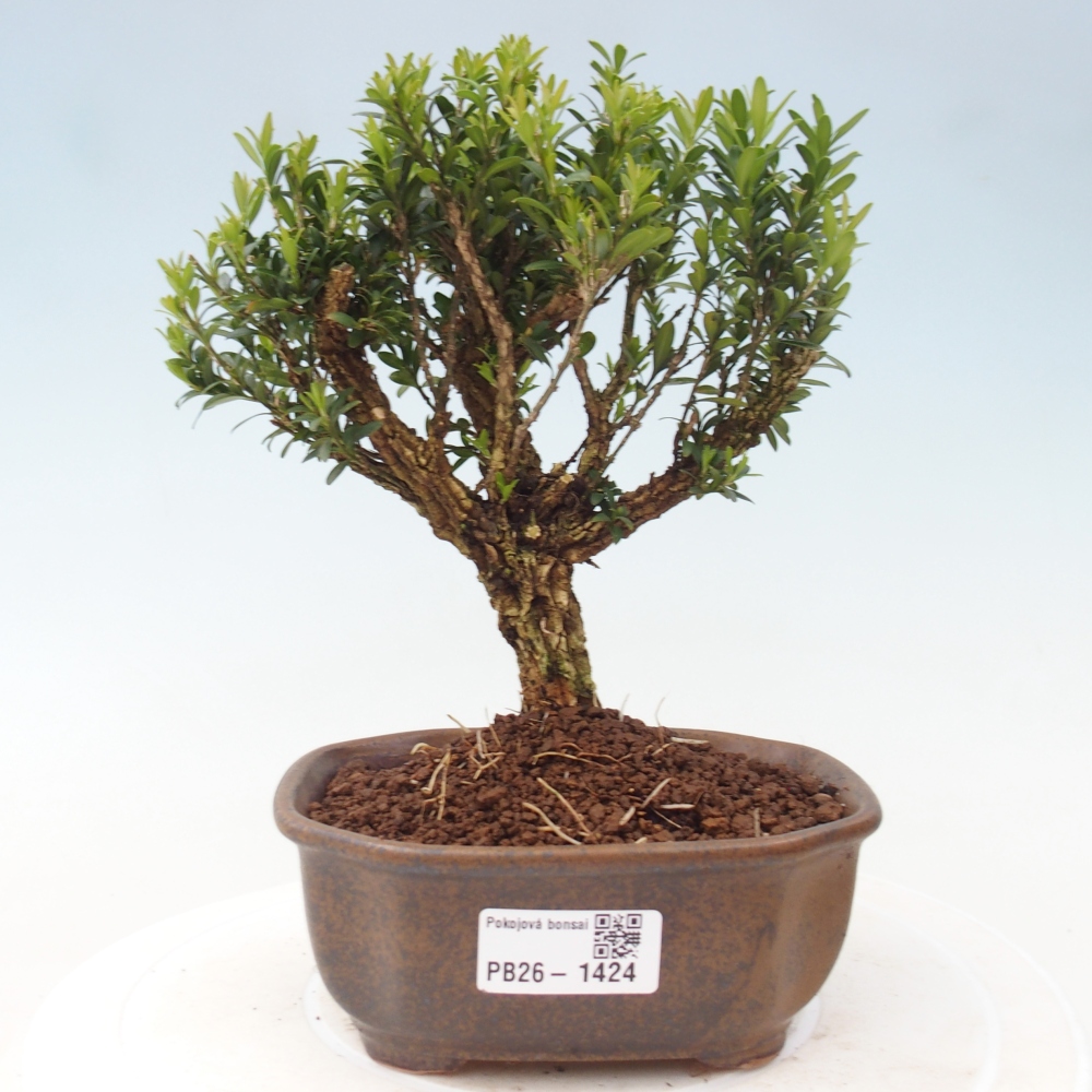 Camera bonsai - Buxus harlandii - buxus da sughero