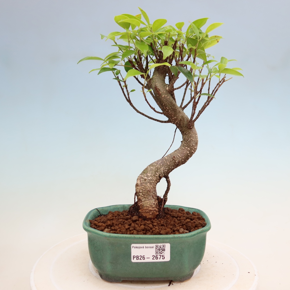Camera bonsai - Ficus kimmen - ficus a foglie piccole