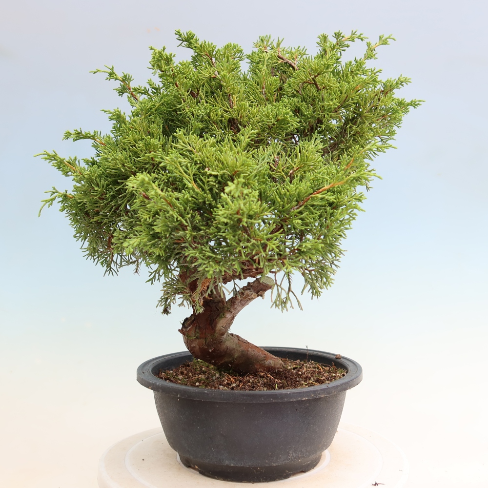 Bonsai da esterno - Juniperus chinensis Itoigawa-Juniperus chinensis