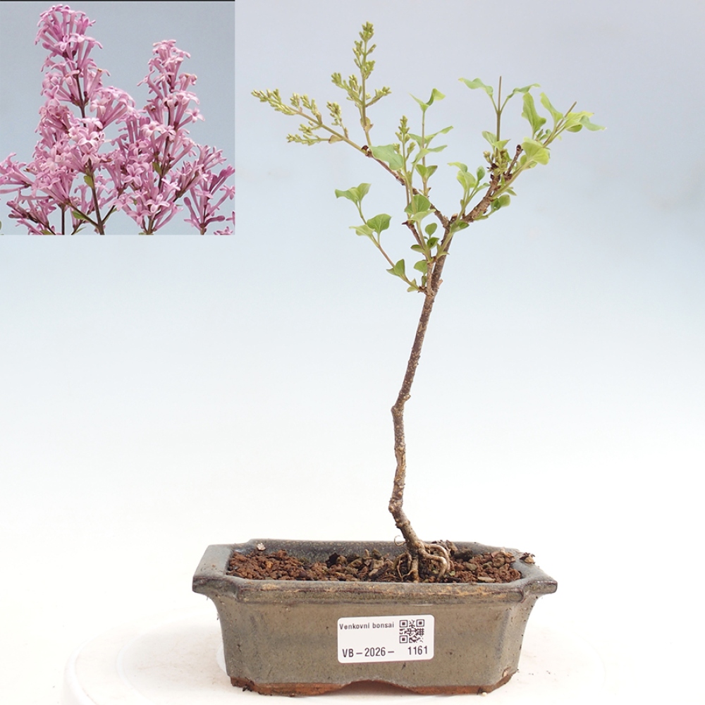 Bonsai da esterno - Syringa Meyeri Palibin - Lillà di Meyer