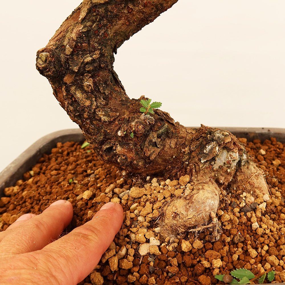 Bonsai da esterno - Zelkova - Zelkova NIRE