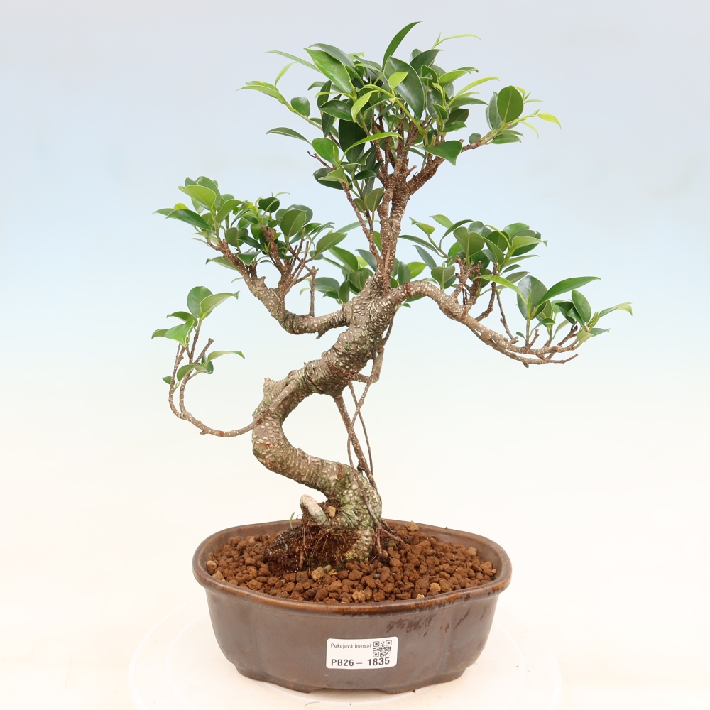 Camera bonsai - Ficus retusa - ficus a foglie piccole