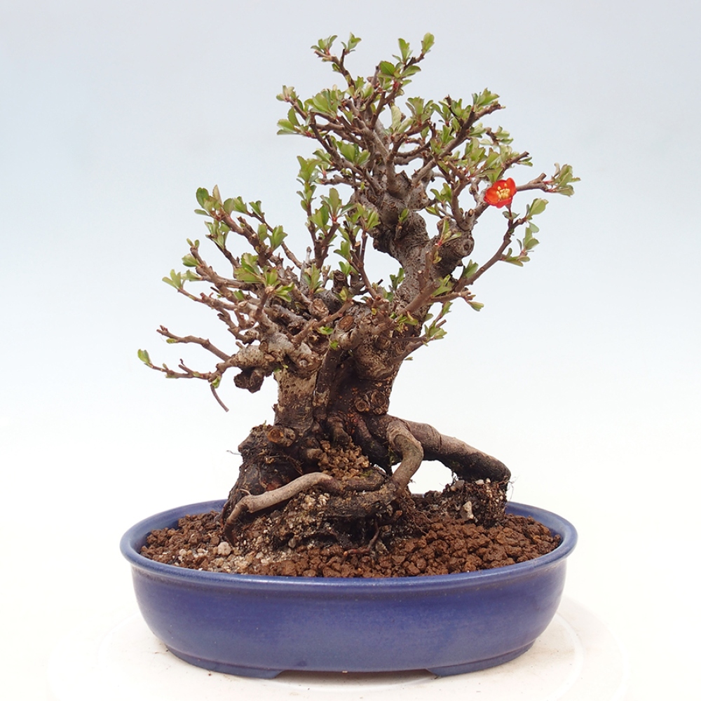 Bonsai da esterno - Chaneomeles speciosa - Cotogno