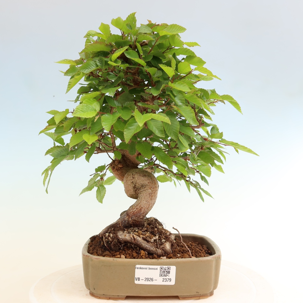 Bonsai da esterno -Carpinus Coreana - Carpino coreano