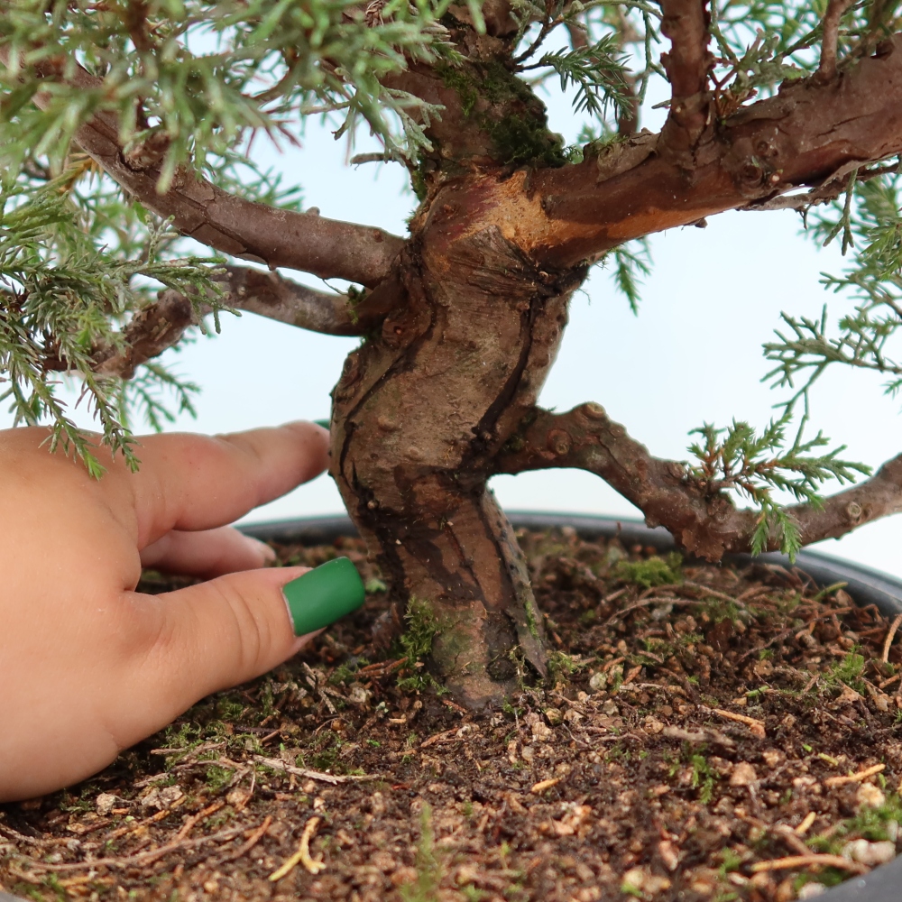 Bonsai da esterno - Juniperus chinensis Itoigawa-Juniperus chinensis