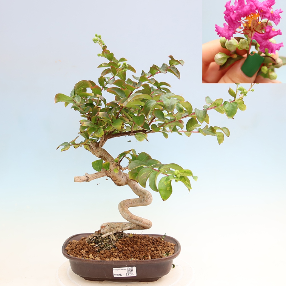 Bonsai da interno - Lagerstroemia indica - lillà indiano