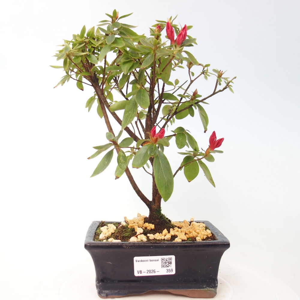 Bonsai da esterno - Azalea giapponese - Azalea sp.