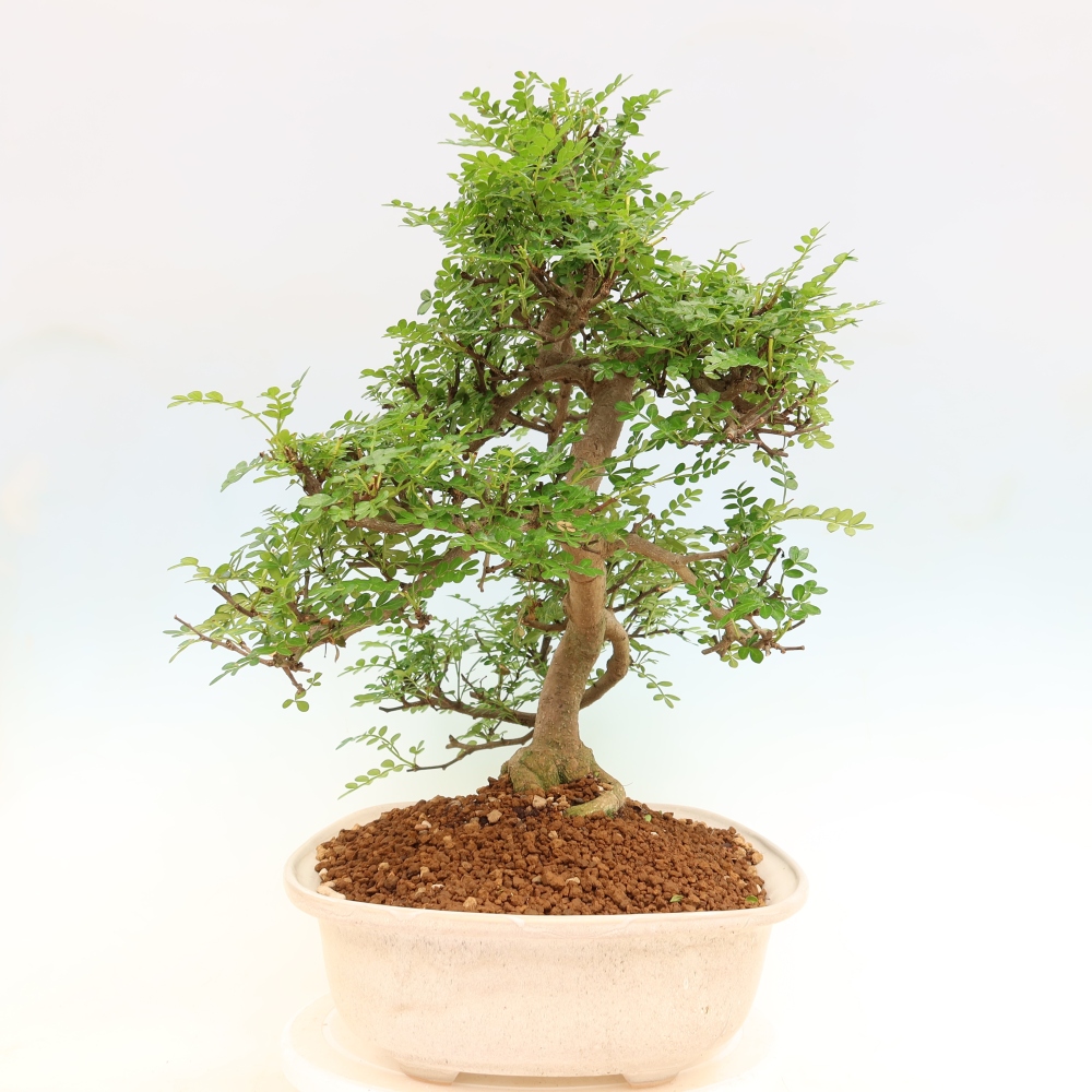 Camera bonsai - Zantoxylum piperitum - albero del pepe