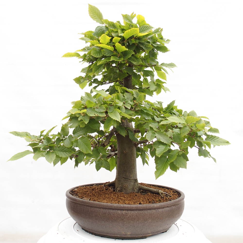 Bonsai da esterno - Carpino - Carpinus betulus