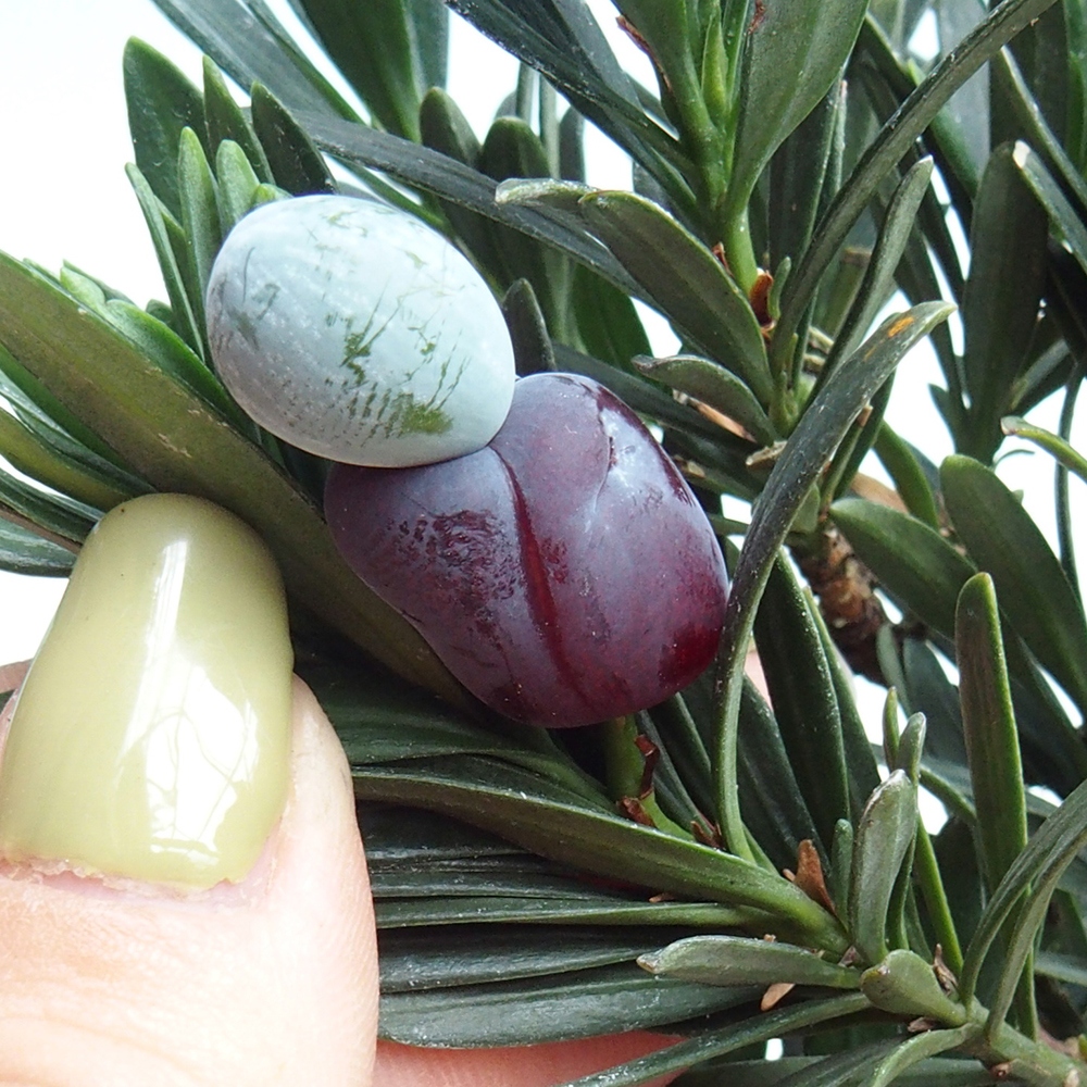Camera bonsai - Podocarpus - Tasso delle pietre