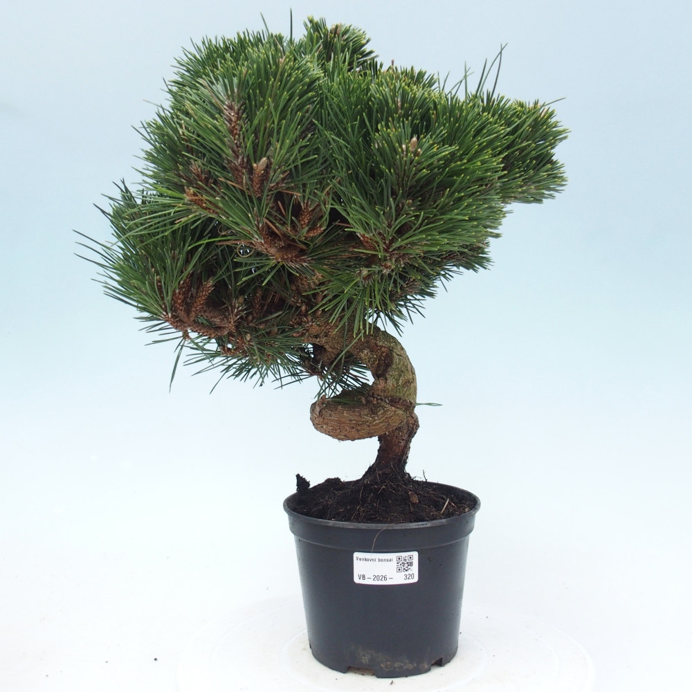 Bonsai da esterno - Pinus thunbergii senjyumaru - Pino di Thunberg