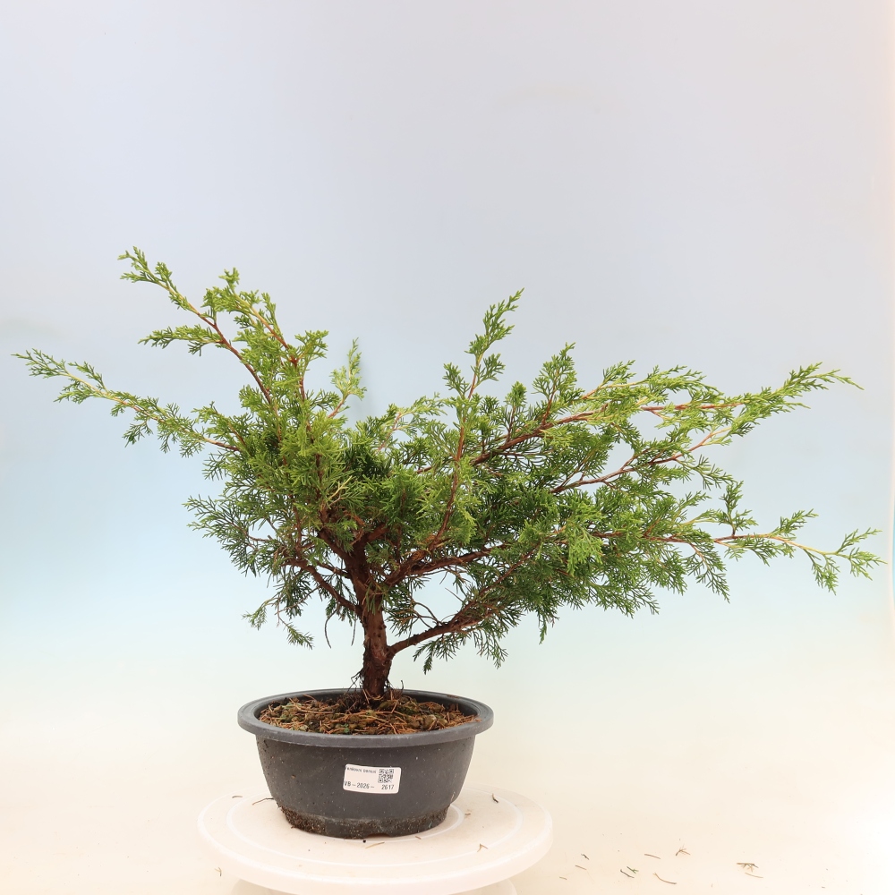 Bonsai da esterno - Juniperus chinensis Itoigawa