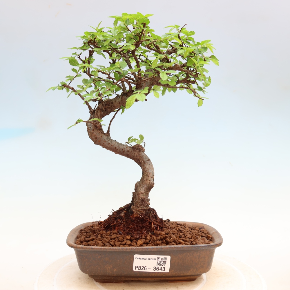 Camera bonsai - Ulmus parvifolia - Olmo a foglie piccole