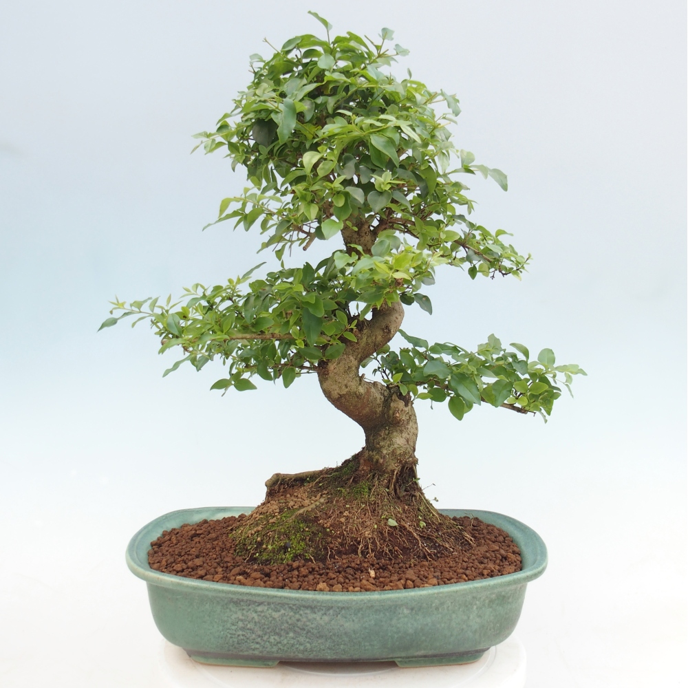 Camera bonsai -Ligustrum chinensis - Becco d'uccello