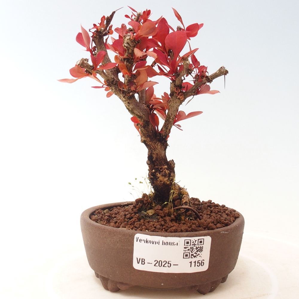Bonsai da esterno - Berberis thunbergii Kobold