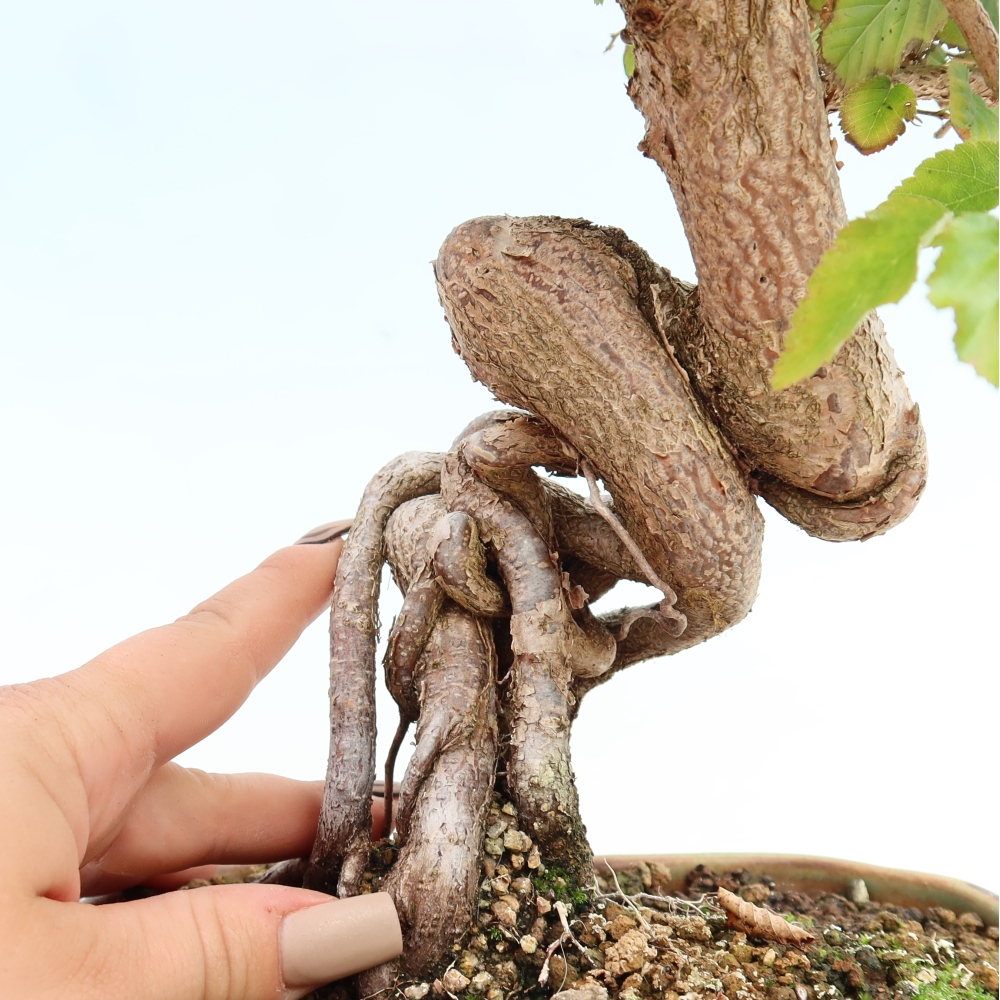 Bonsai da esterno -Carpinus CARPINOIDES - Carpino coreano
