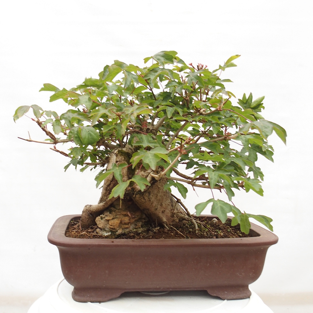 Bonsai da esterno -Javor babyka - Acer campestre