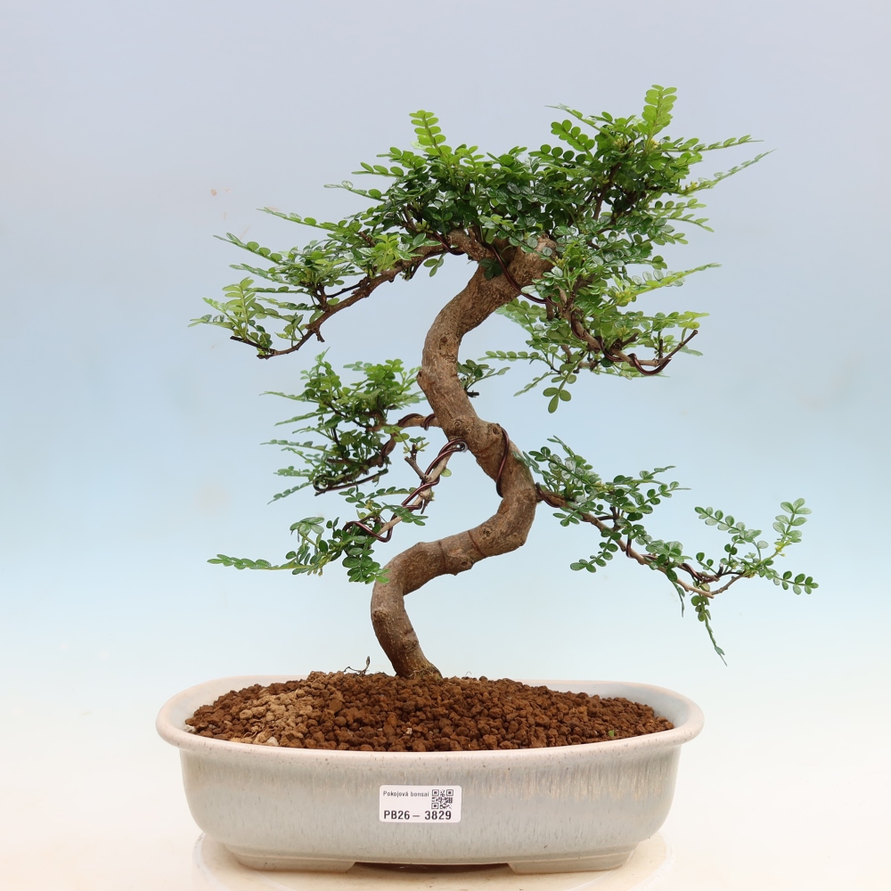 Camera bonsai - Zantoxylum piperitum - albero del pepe