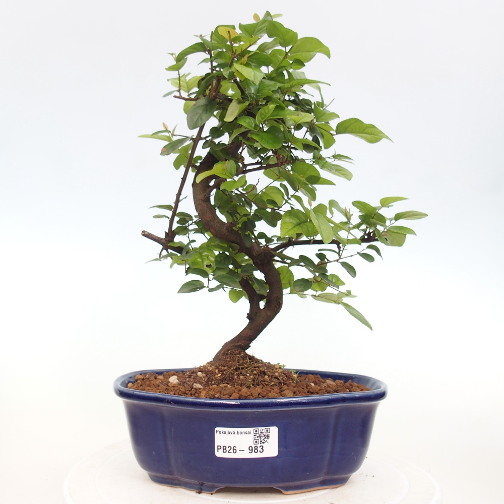 Camera bonsai - Sageretia thea - Sageretia thea