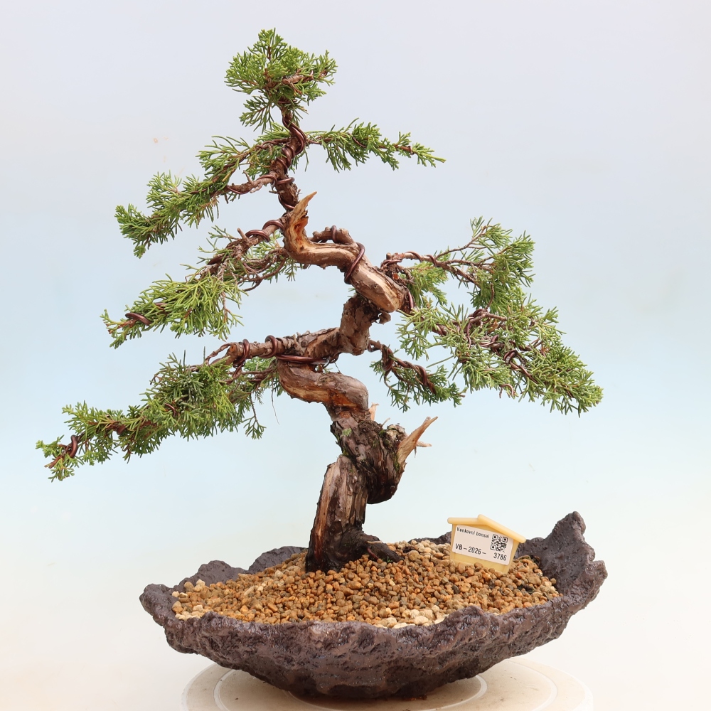 Bonsai da esterno - Juniperus chinensis Itoigawa-Juniperus chinensis