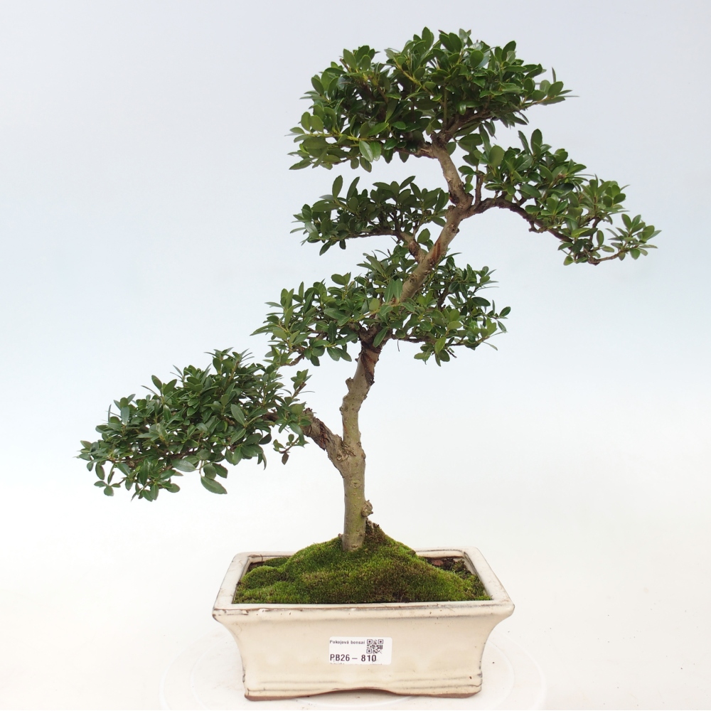 Camera bonsai - Ilex crenata - Agrifoglio