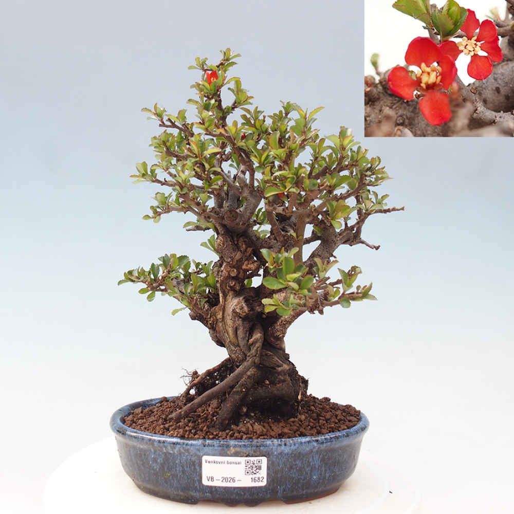 Bonsai da esterno - Chaneomeles speciosa - Cotogno