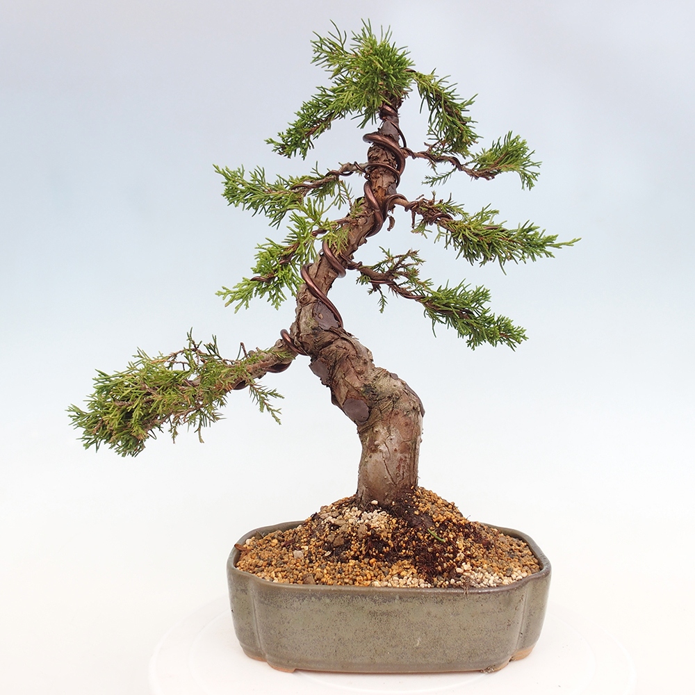 Bonsai da esterno - Juniperus chinensis Itoigawa