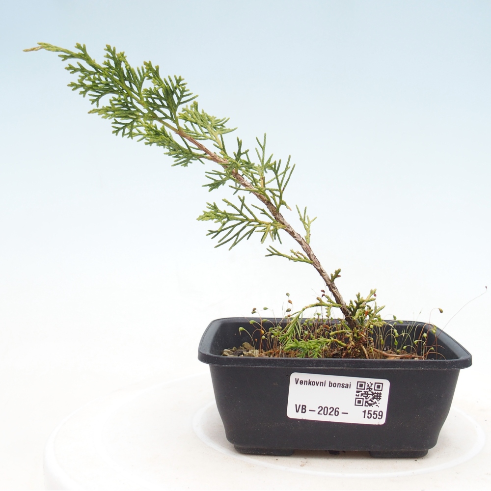 Bonsai da esterno - Juniperus chinensis Itoigawa