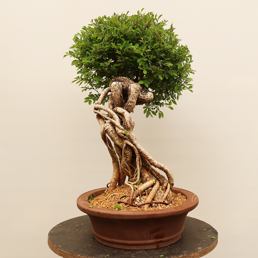 Bonsai da esterno - Zelkova - Zelkova NIRE