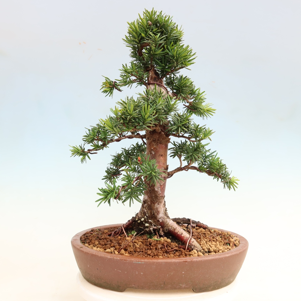 Bonsai da esterno - Taxus cuspidata - Tasso giapponese