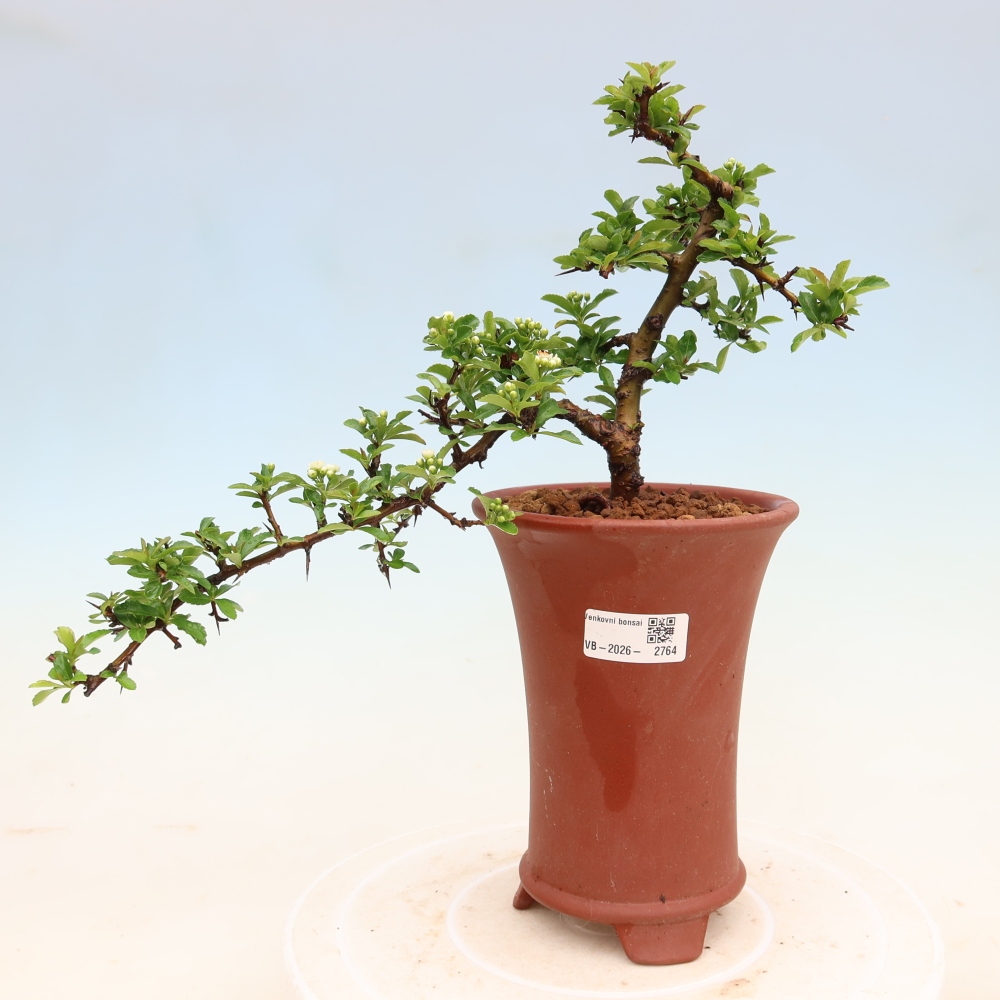 Bonsai da esterno - Pyracantha teton - Pyracantha scarlatta