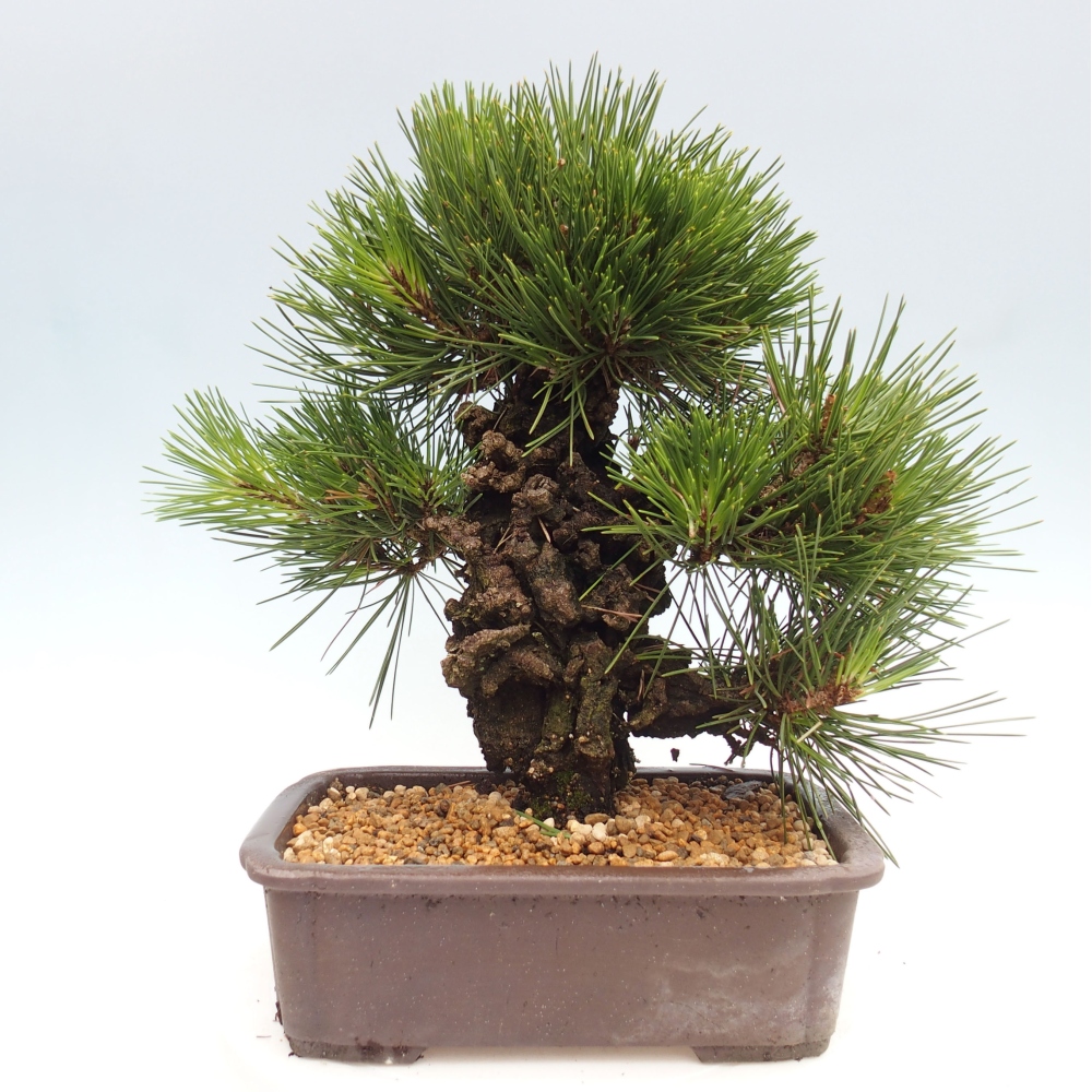 Bonsai da esterno - Pinus thunbergii - Pino di Thunberg