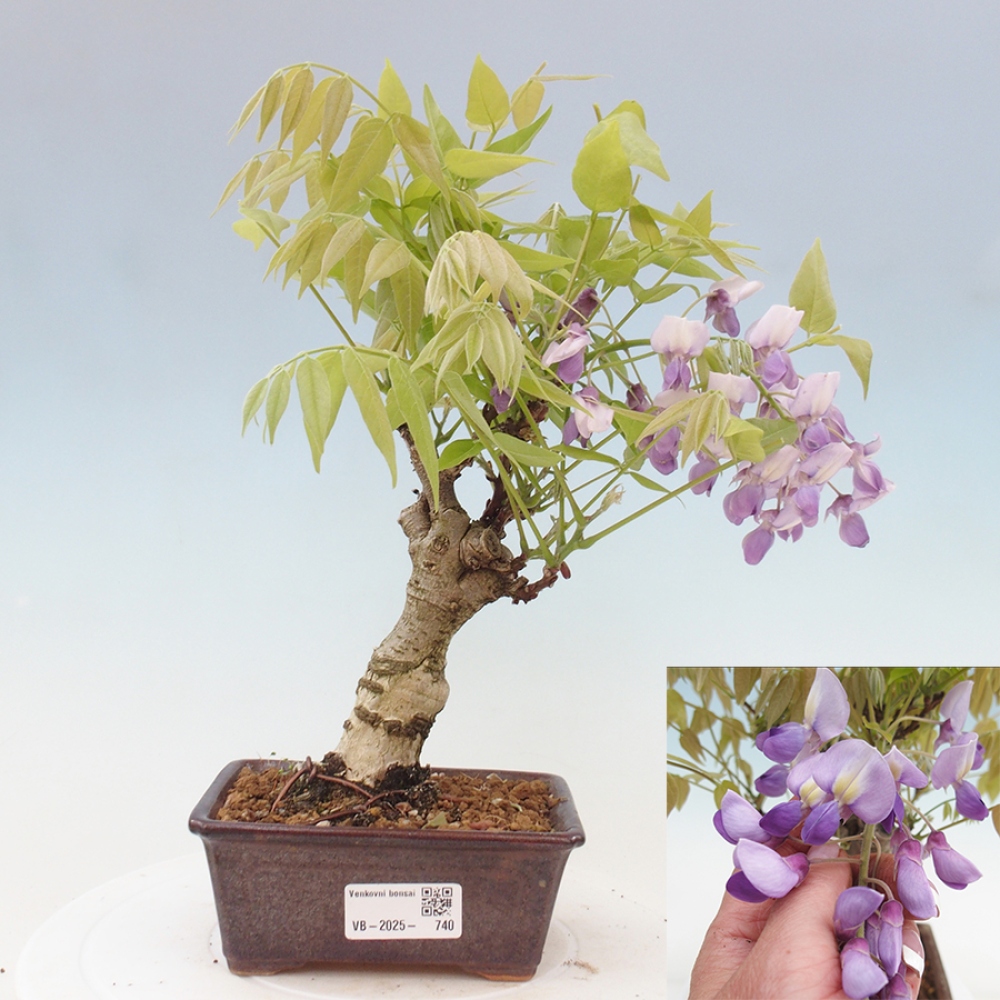 Bonsai da esterno - Glicine floribunda
