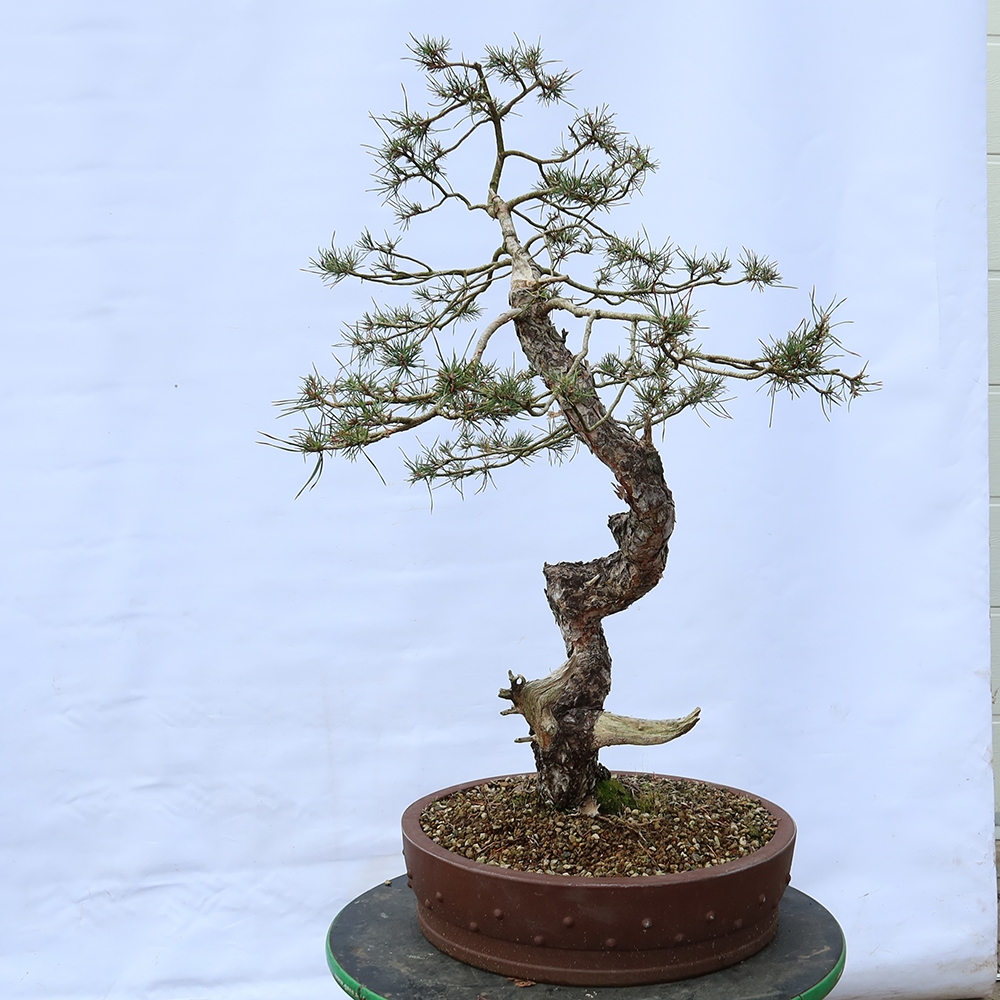 Pinus sylvestris Spagna - pino silvestre
