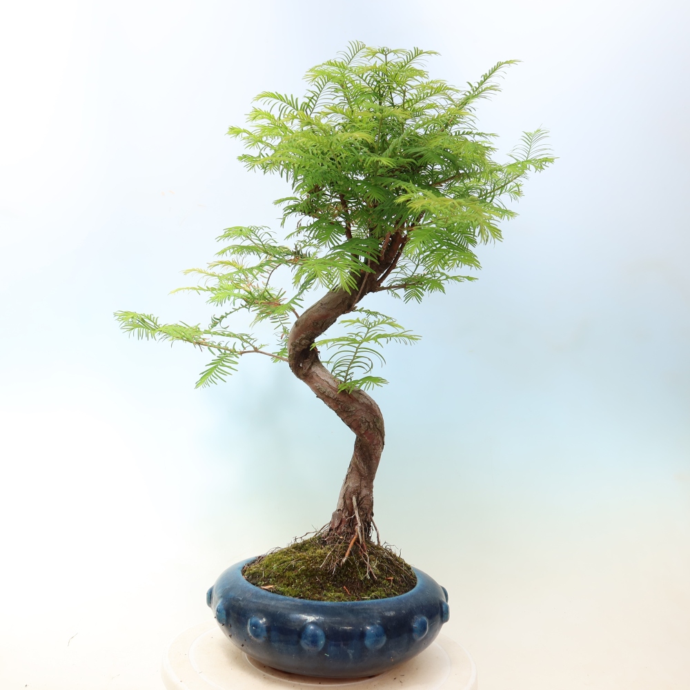 Bonsai da esterno - Metasequoia glyptostroboides - Metasequoia cinese