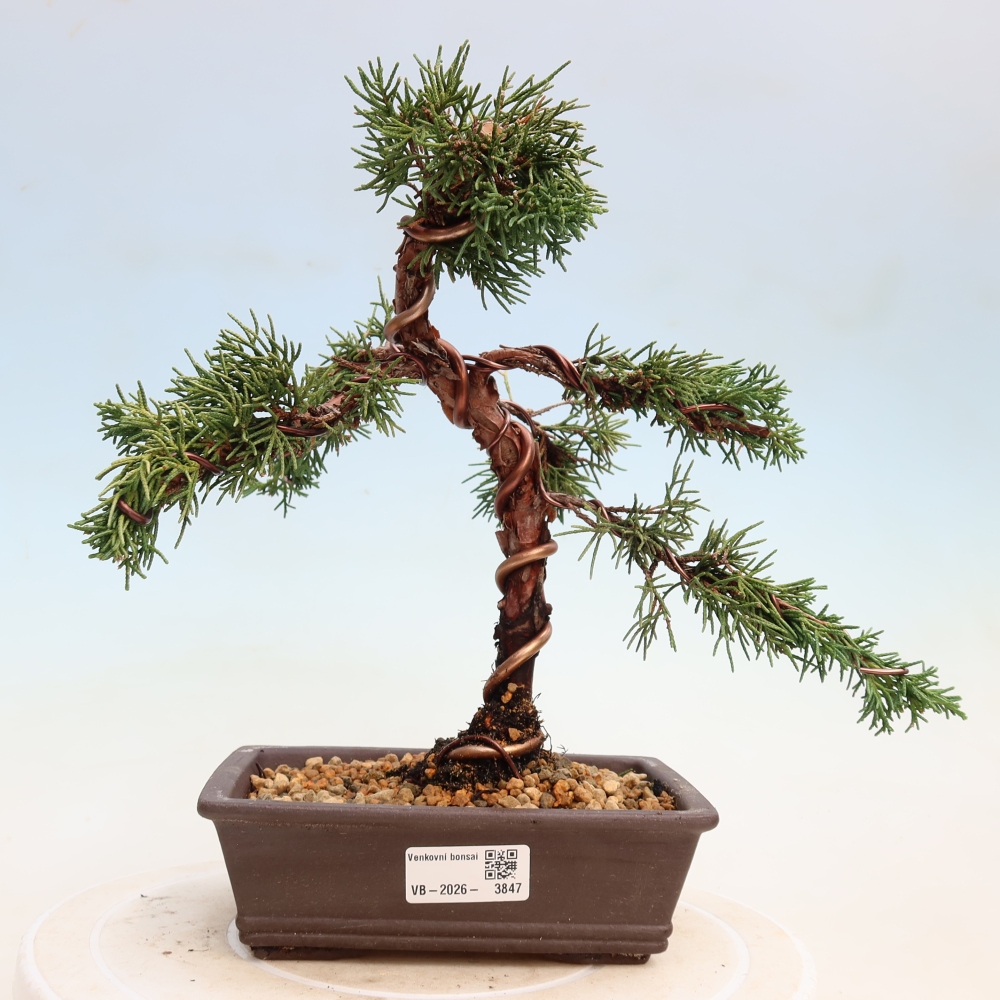 Bonsai da esterno - Juniperus chinensis Kishu