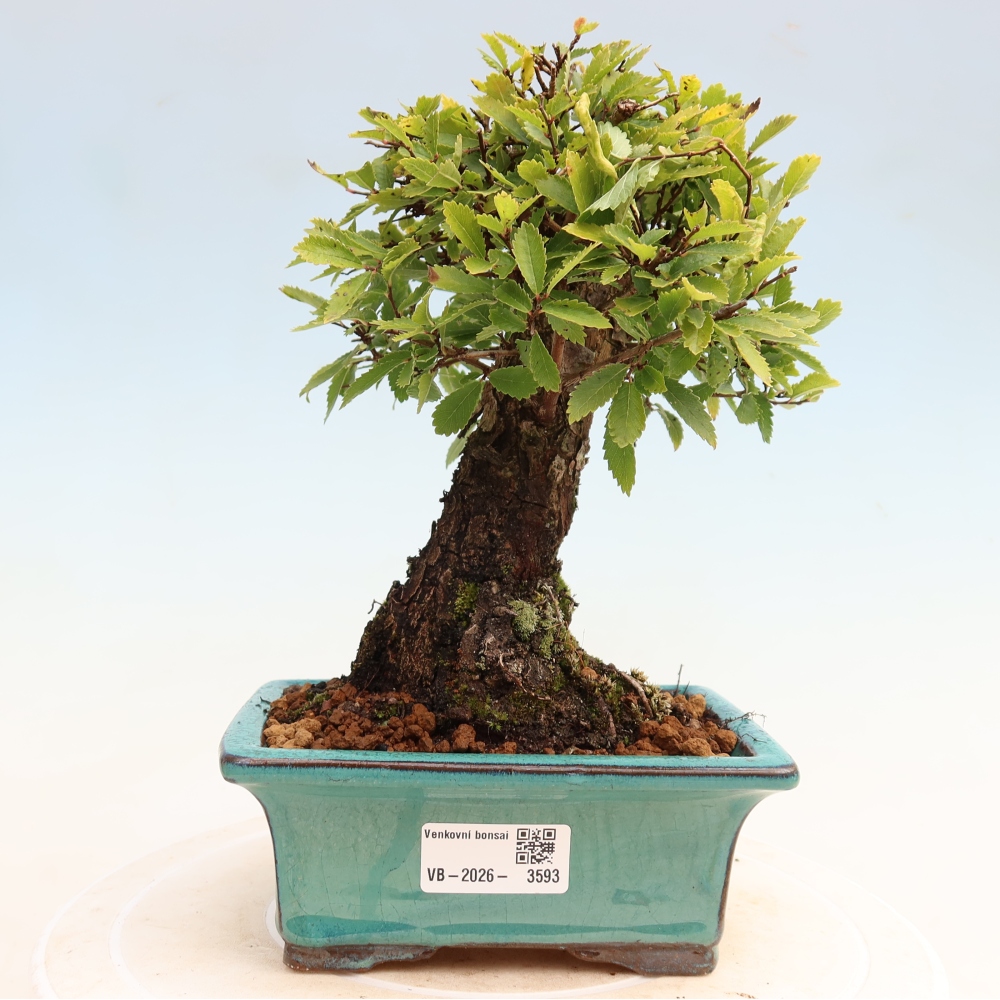 Bonsai da esterno - Zelkova - Zelkova NIRE