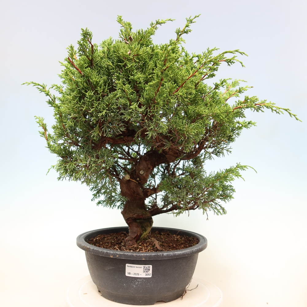 Bonsai da esterno - Juniperus chinensis Itoigawa-Juniperus chinensis